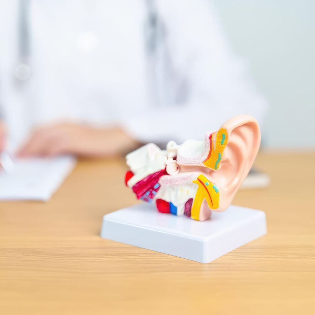 A detailed anatomical model of a human ear sits on a table, with a blurred person in a white coat and stethoscope writing in the background.